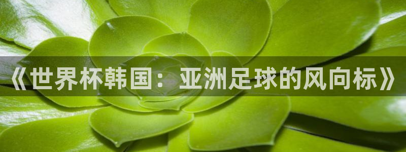 世界杯预选赛亚洲区积分榜：《世界杯韩国：亚洲足球的风向标》